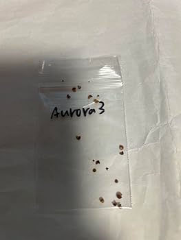 斑入り 原種 野生株 ディッキア オーロラ Dyckia Aurola ⑵ 斑入り 原種 野生株 ディッキア オーロラ Dyckia Aurola ⑴ 育成